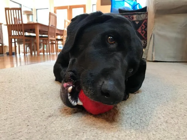 Asteroid Ultra Durable Rubber Chew Toy