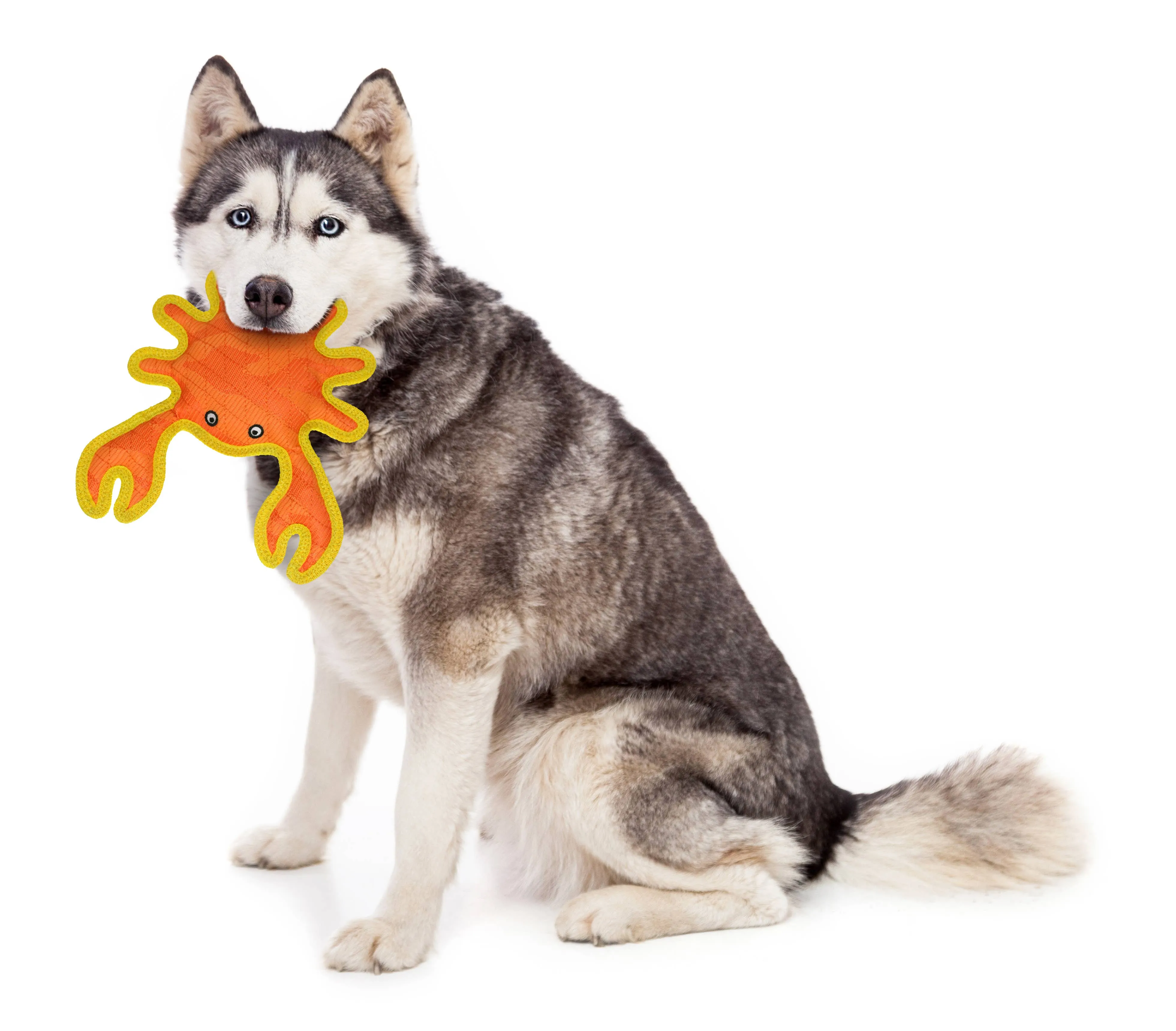 DuraForce Crab Tiger - Orange, Durable, Squeaky Dog Toy