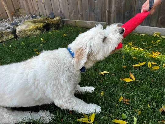 Freedom Dog Tug - 1 Handle