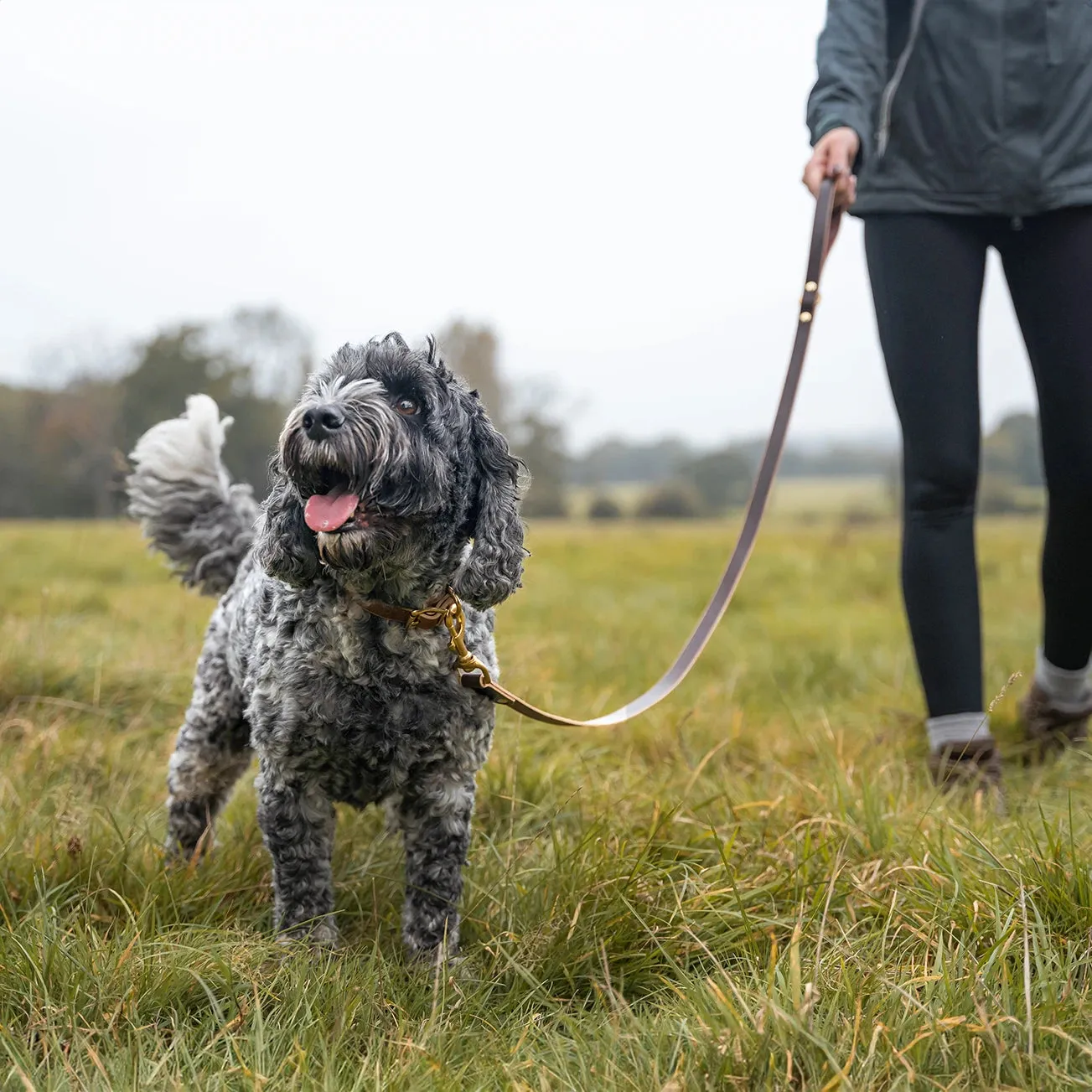 Leather Dog Lead - Conker Brown