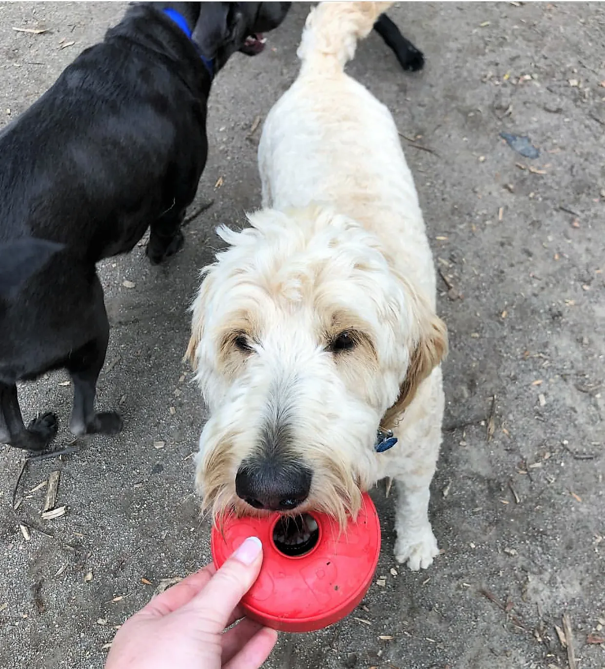 Life Ring eDispener Durable Rubber Chew Toy & Treat Dispenser