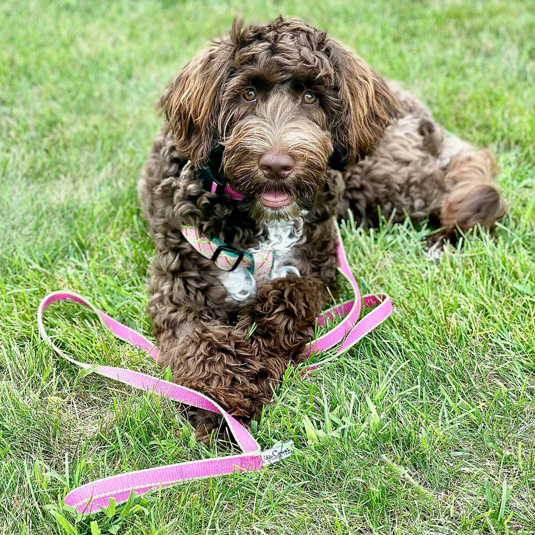 Market Collection Collars - 7 Color Ways - Monogram Collars Available