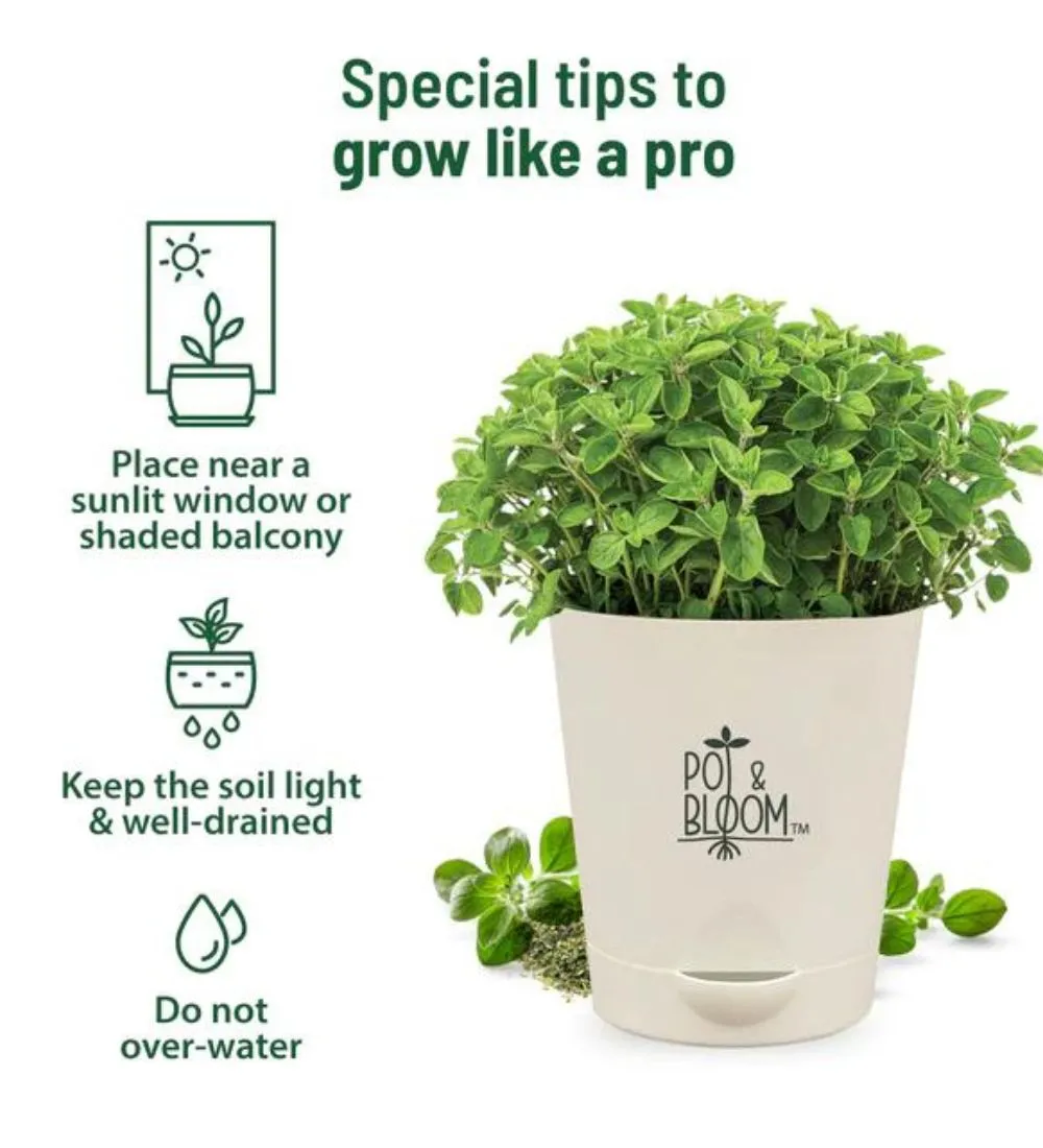 Oregano Grow Kit