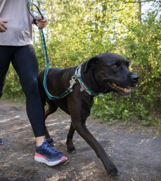 Ruffwear Crag™ Reflective & Multi-Use Dog Leash (Alpine Dawn)