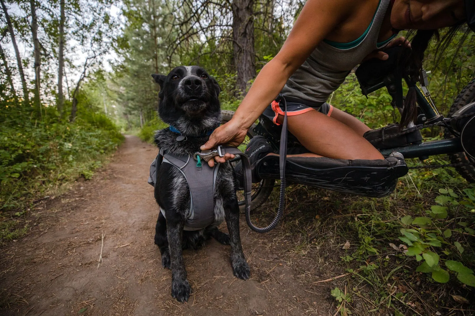 Ruffwear Roamer™ Multi-Use Bungee Dog Leash (Blue Atoll)