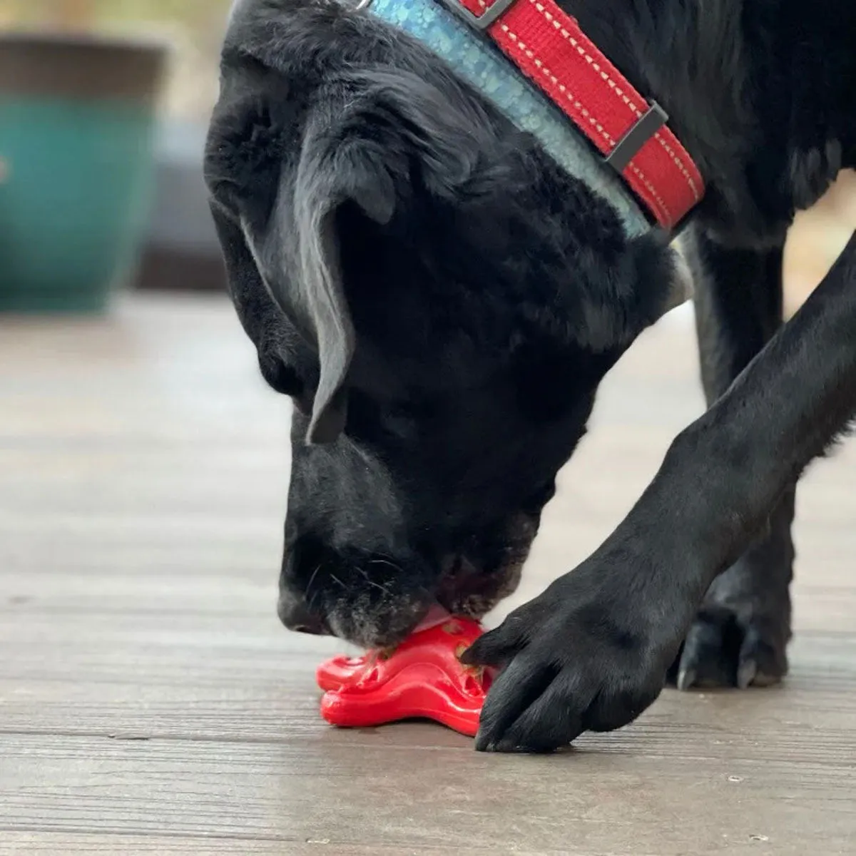 SodaPup Starfish Red Ultra Durable Nylon Dog Toy