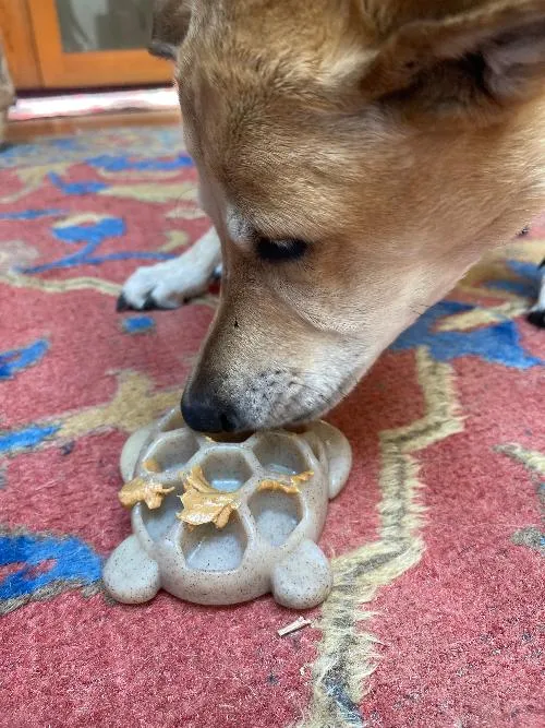 Turtle eChew Durable Nylon Chew and Enrichment Toy