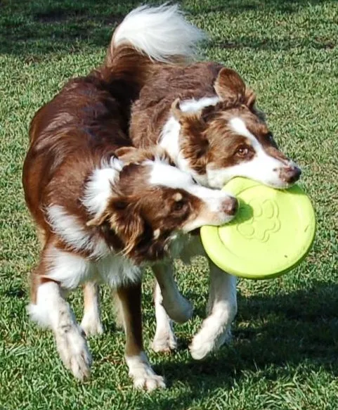 Zisc Frisbee ~ Flys Far & Super Durable!