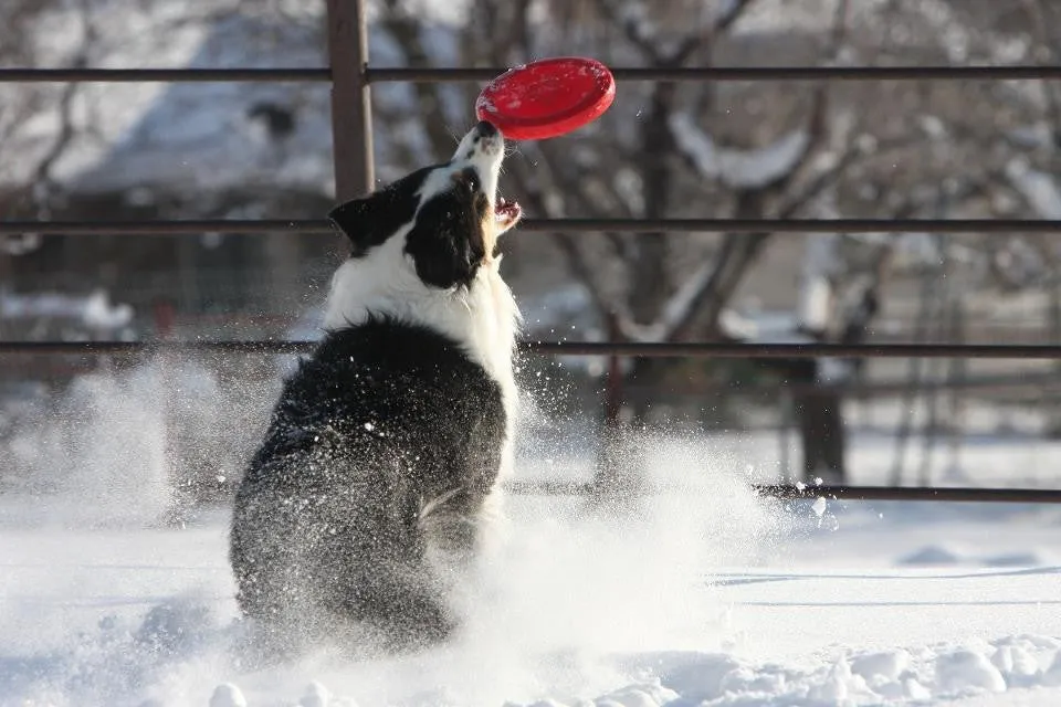 Zisc Frisbee ~ Flys Far & Super Durable!